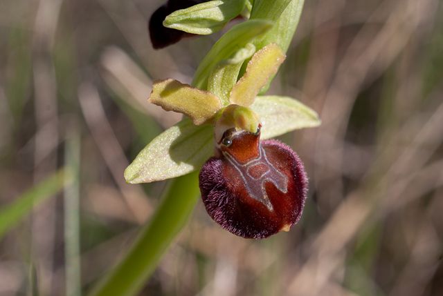 Ophrys della sezione Araniferae